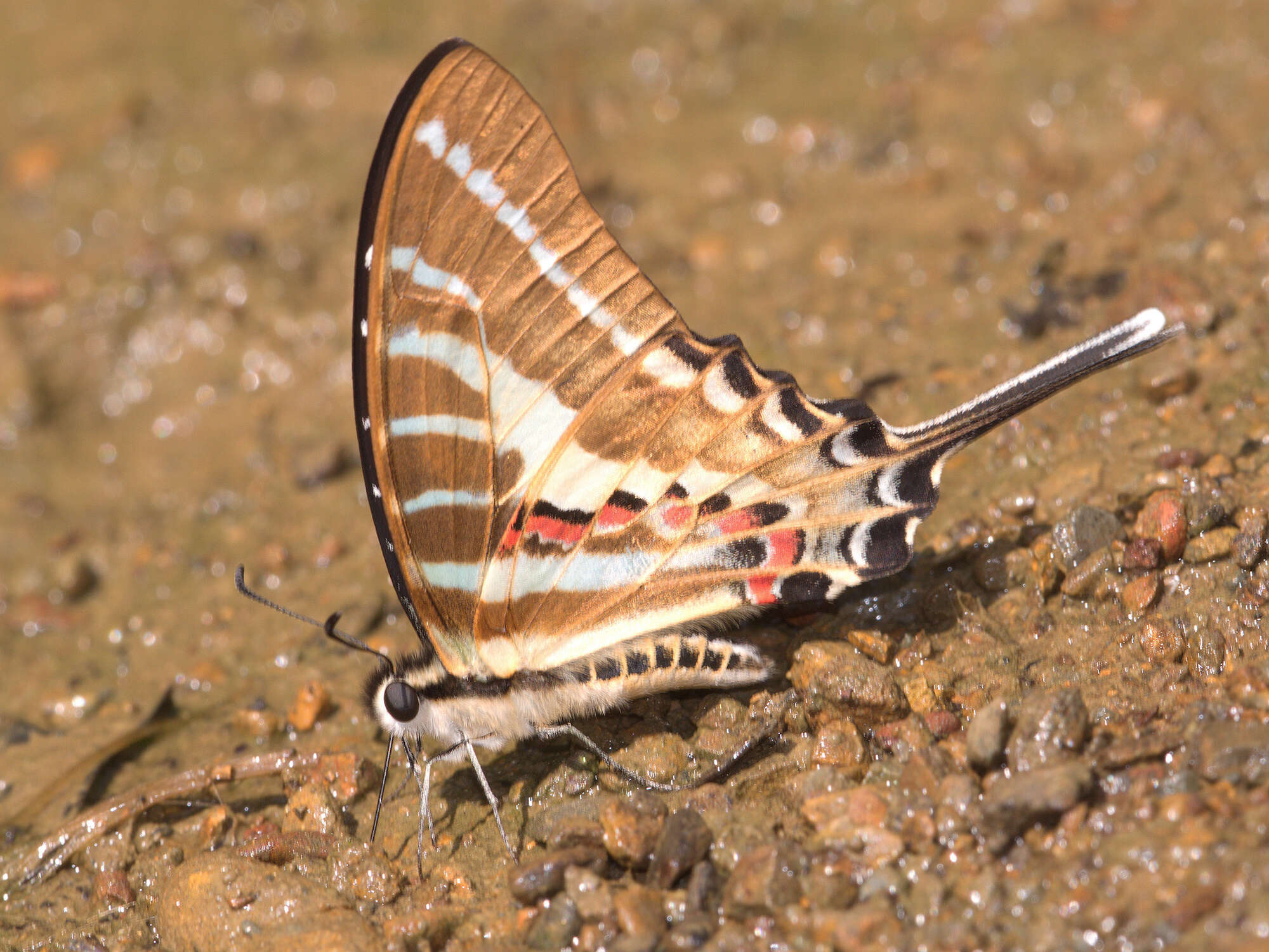 Image de Graphium aristeus (Stoll 1780)