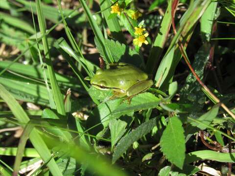 Image of Tree frog