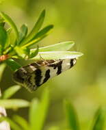 Image of Philobota impletella Walker 1869