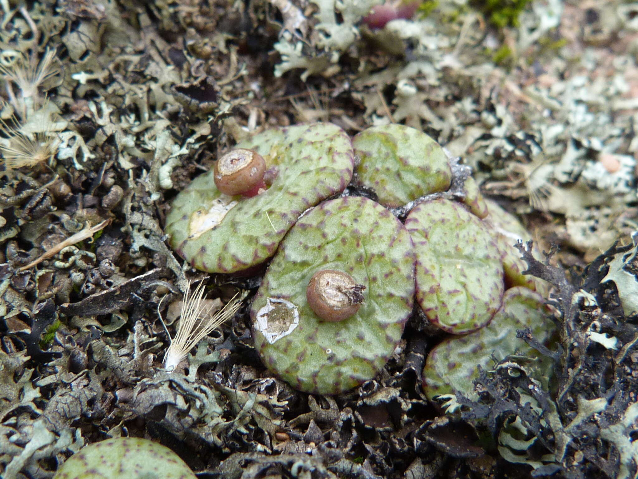 Image of Conophytum obcordellum subsp. rolfii (De Boer) S. A. Hammer