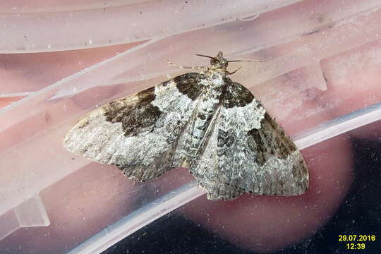 Image of garden carpet