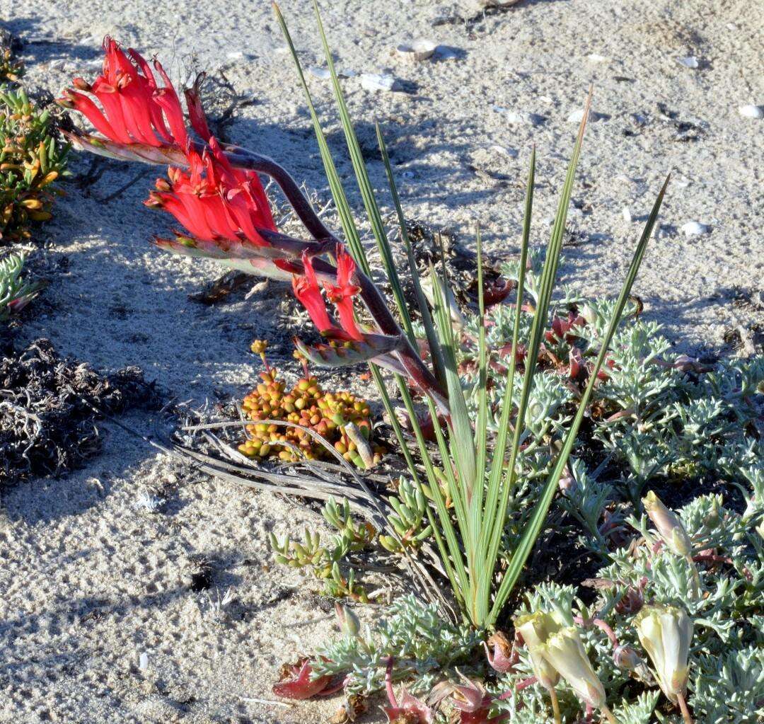 Image of Babiana hirsuta (Lam.) Goldblatt & J. C. Manning