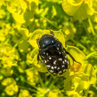 Imagem de Oxythyrea cinctella (Schaum 1841)