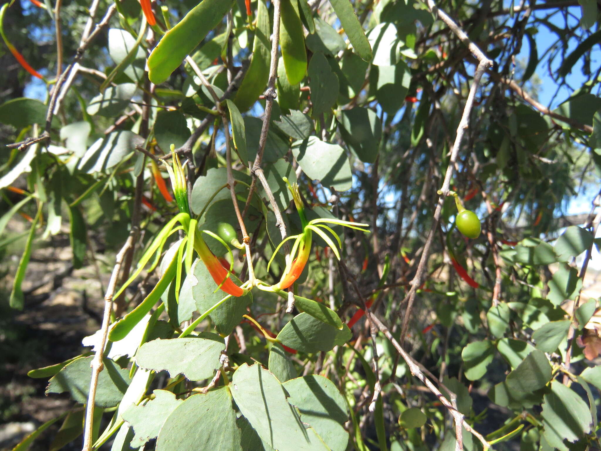 Image of Lysiana spathulata (Blakely) Barlow