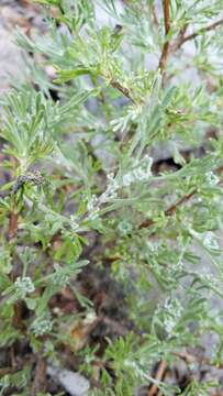 Image de Artemisia arbuscula subsp. longiloba (Osterh.) L. M. Shultz