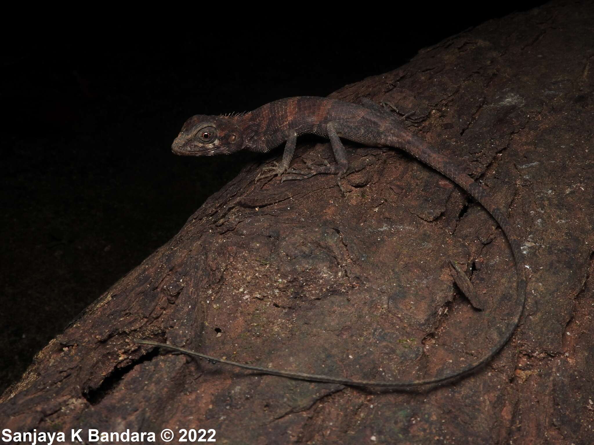 Plancia ëd Calotes liolepis Boulenger 1885