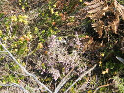 Image of Erica parviflora var. parviflora