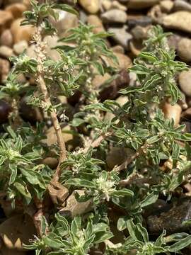 Imagem de Amaranthus polygonoides L.