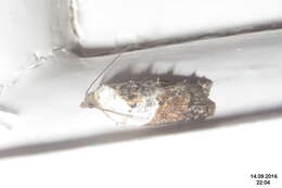 Image of Rose Tortrix