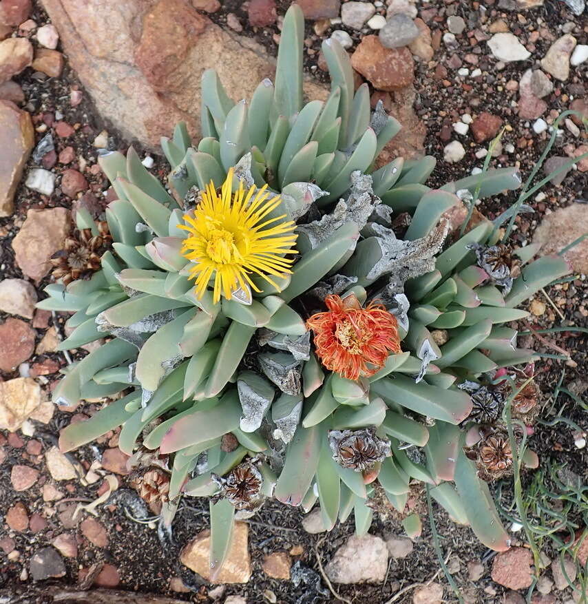 Image of Machairophyllum albidum (L.) Schwant.