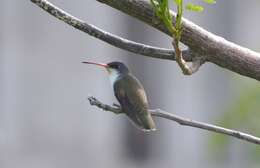 Plancia ëd Leucolia violiceps (Gould 1859)