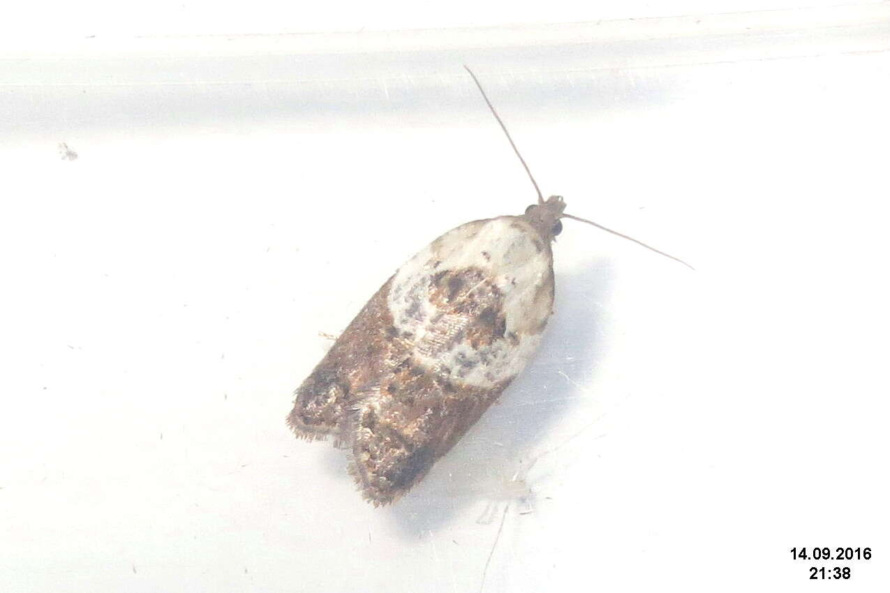 Image of Rose Tortrix