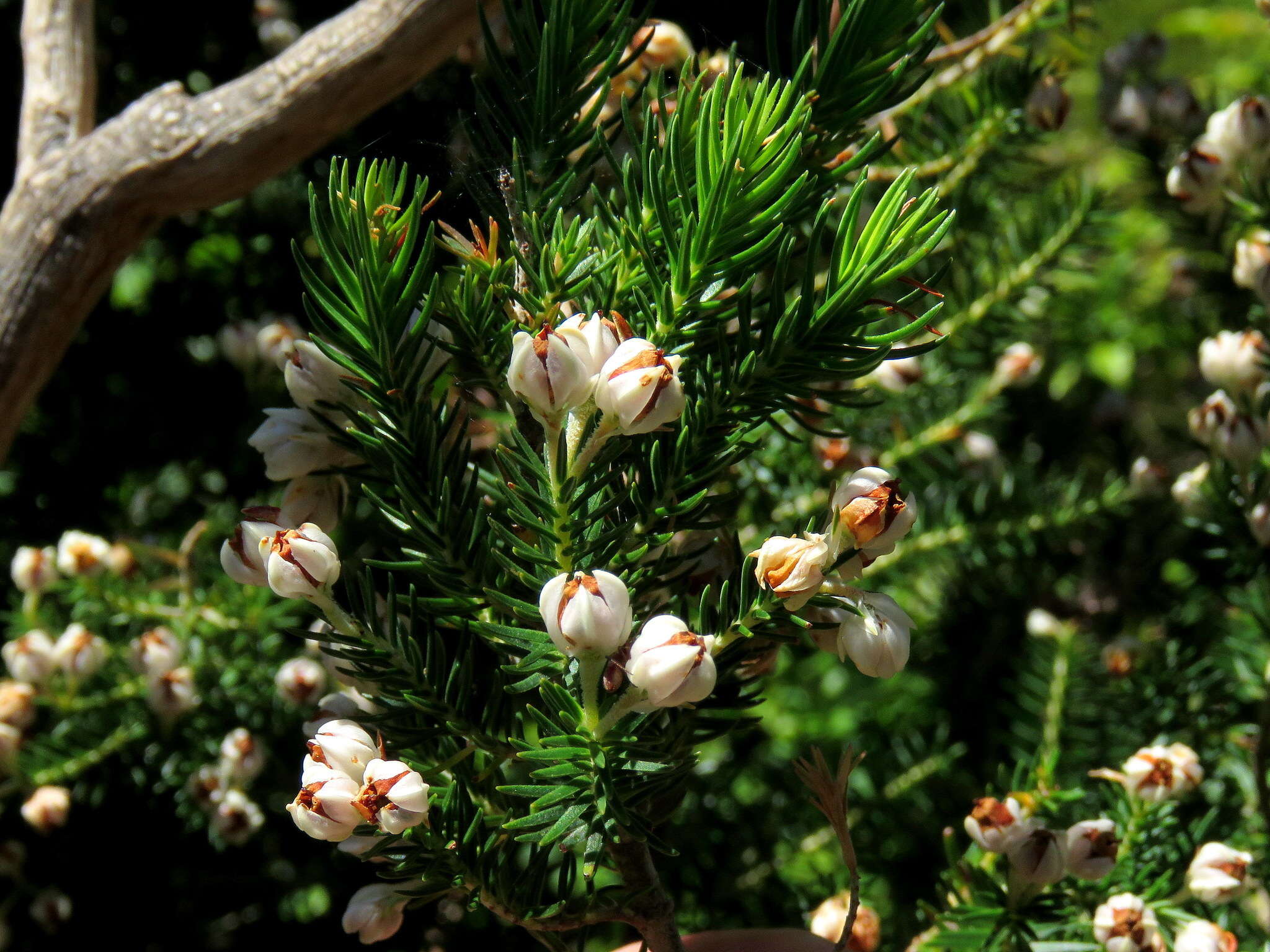 Image of Erica triflora L.