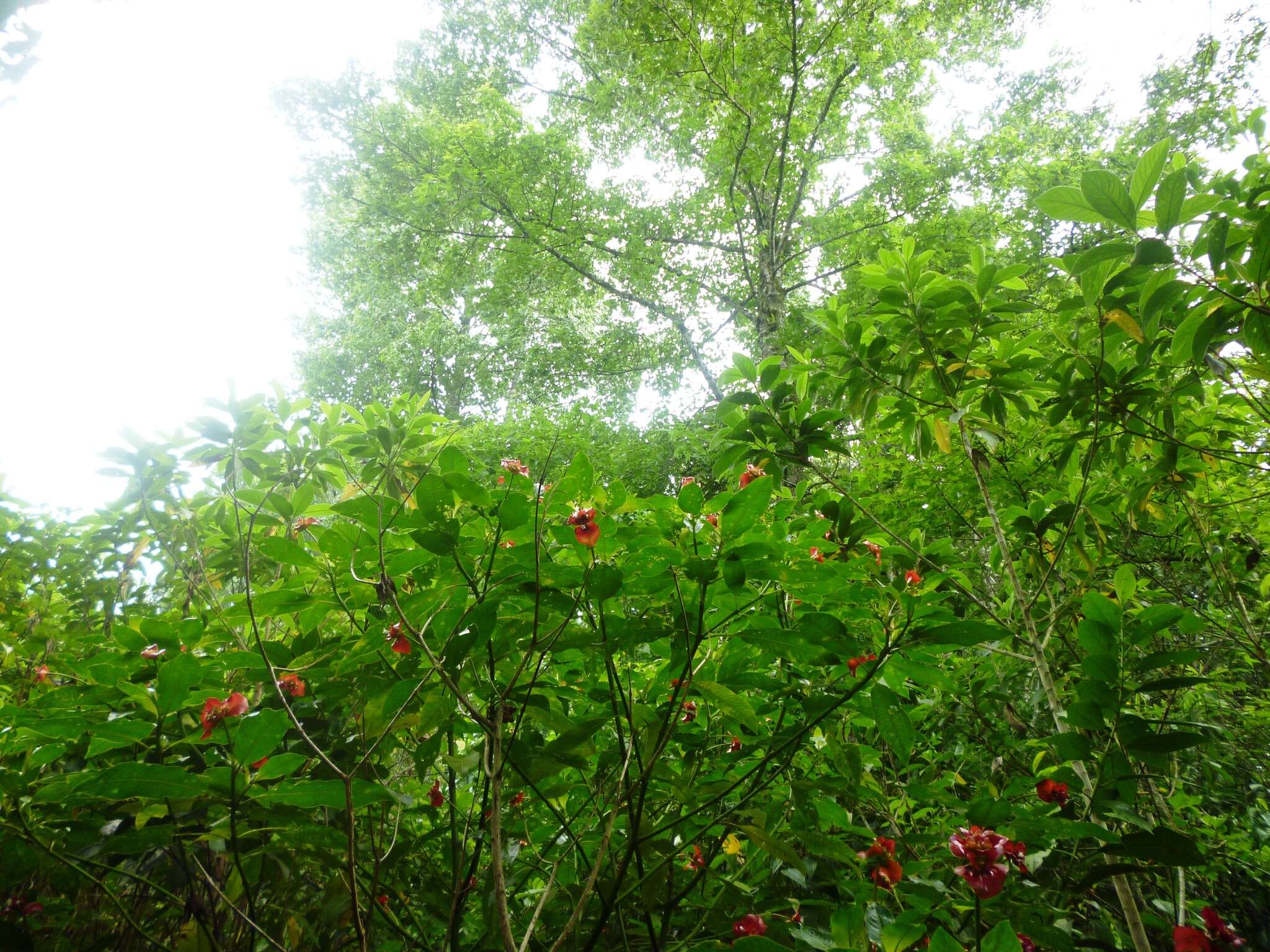 Palicourea elata (Sw.) Borhidi resmi