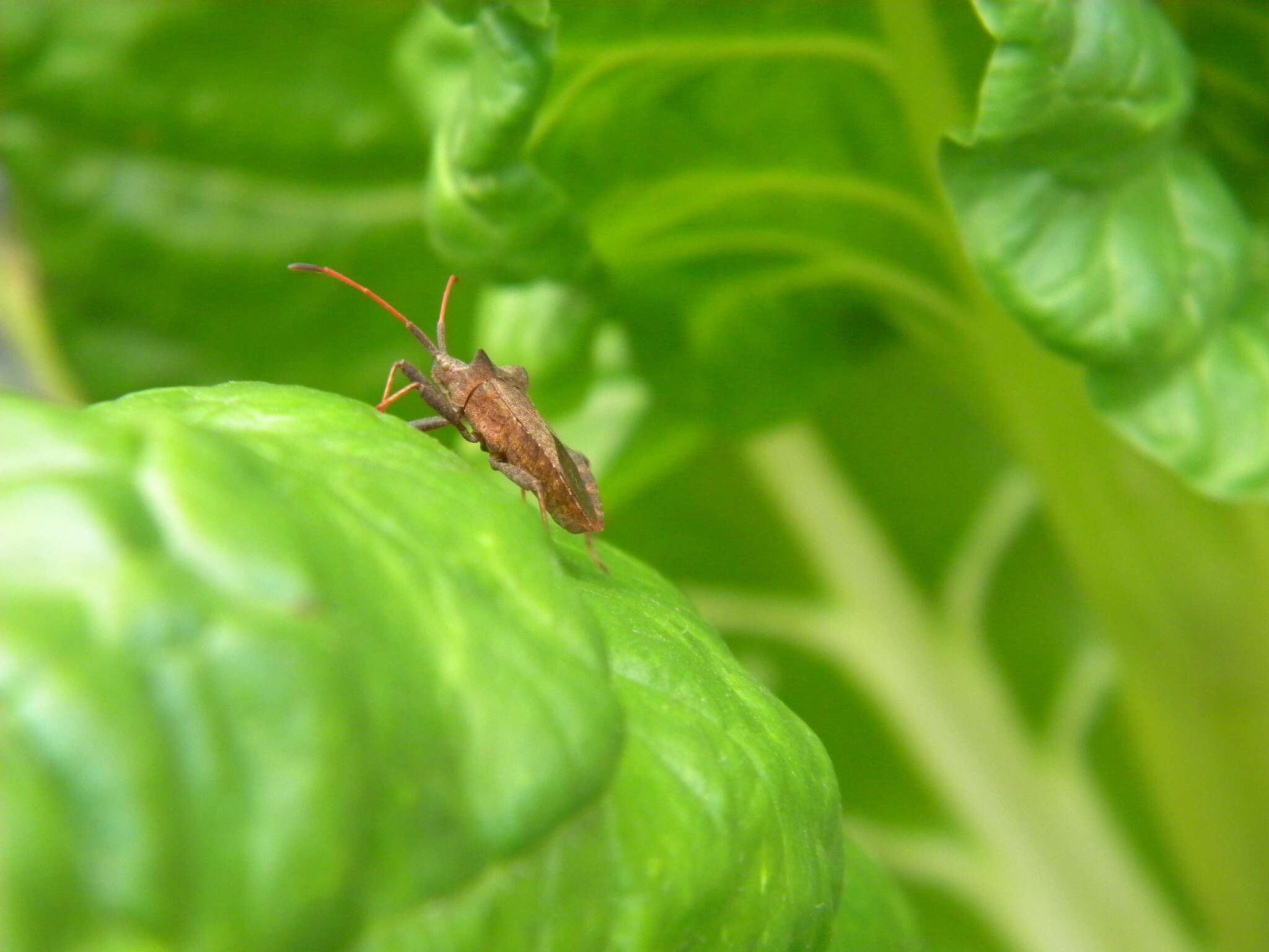 Image of Coreus