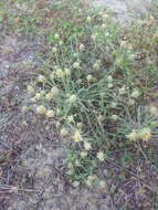 Image of Sand Plantain