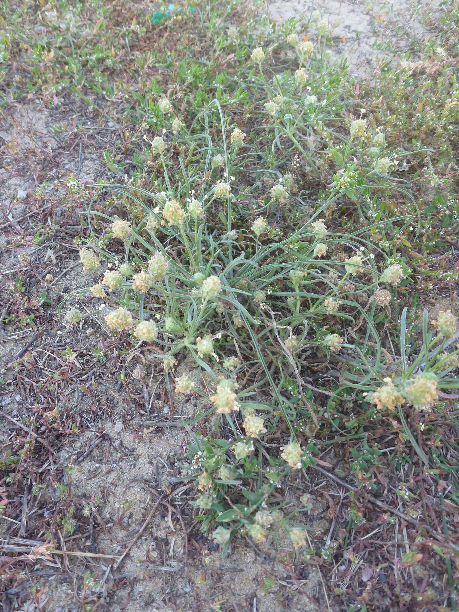 Image of Sand Plantain