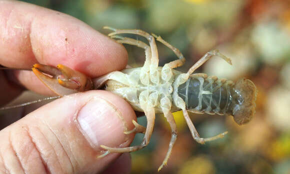 Imagem de Cambarus bartonii cavatus Hay 1902