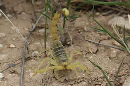 صورة Leiurus hebraeus (Birula 1908)