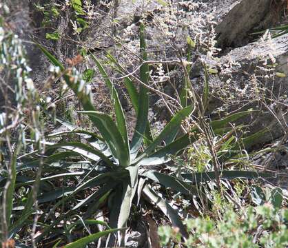 Image of Agave funkiana K. Koch & C. D. Bouché