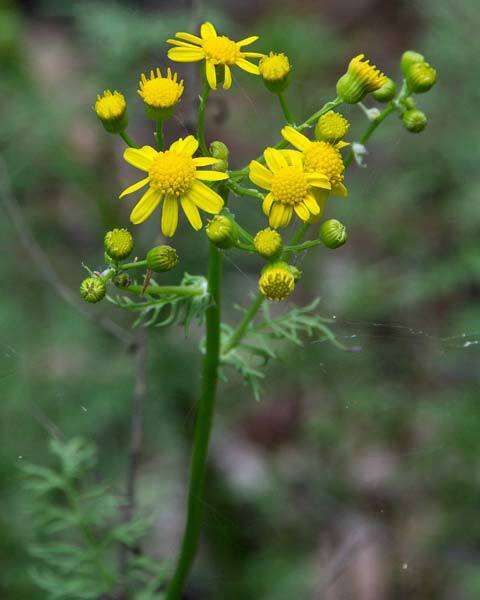 Image of Packera millefolia (T. & G.) W. A. Weber & Á. Löve