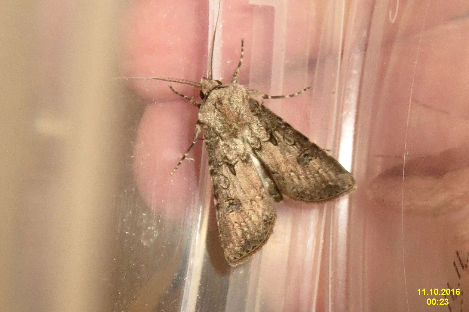 Image of turnip moth