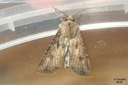 Image of turnip moth