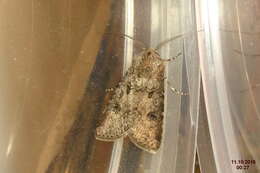 Image of turnip moth