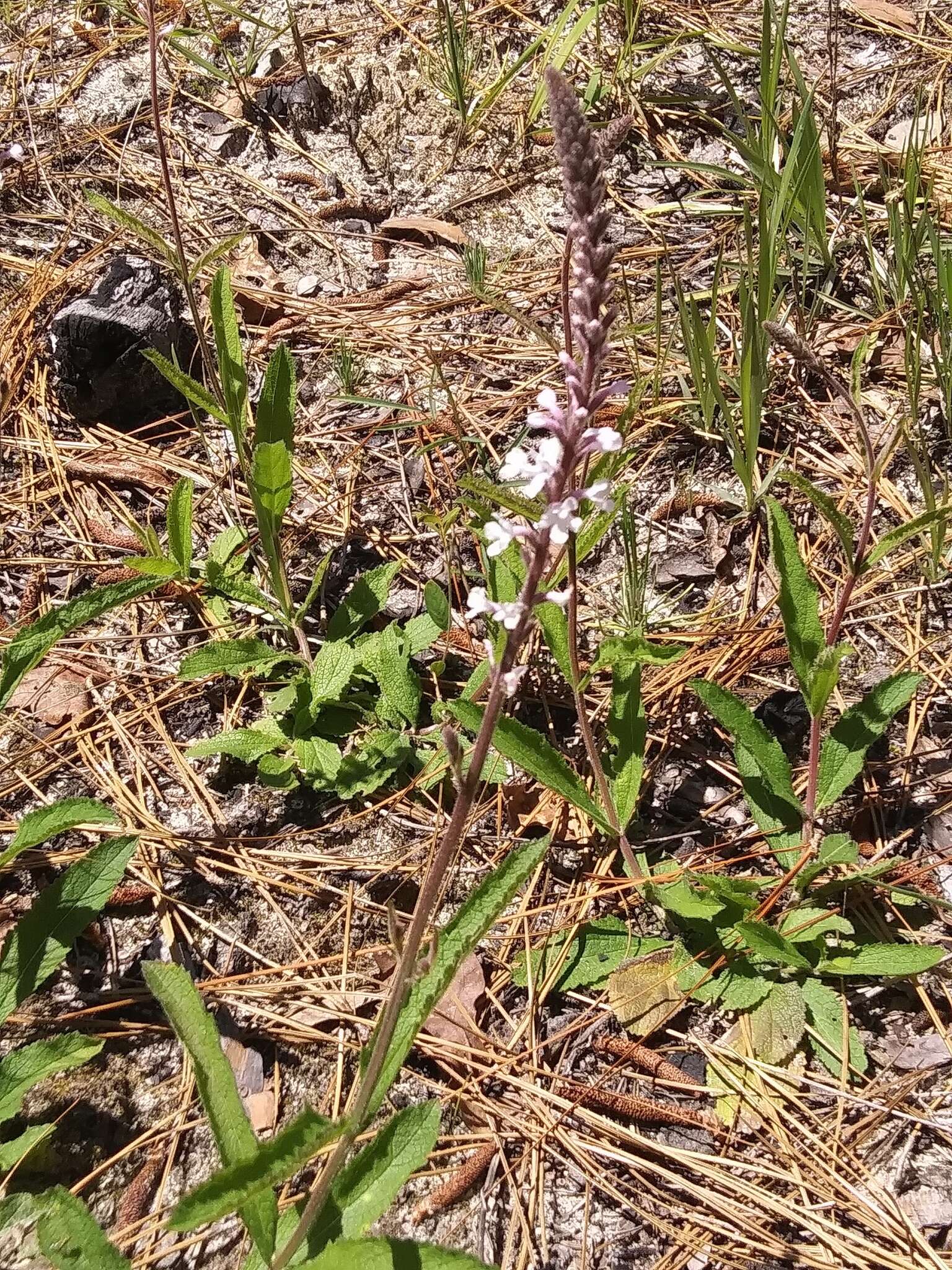 Image de Verbena carnea Medik.