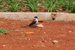 Image of Fork-tailed Flycatcher