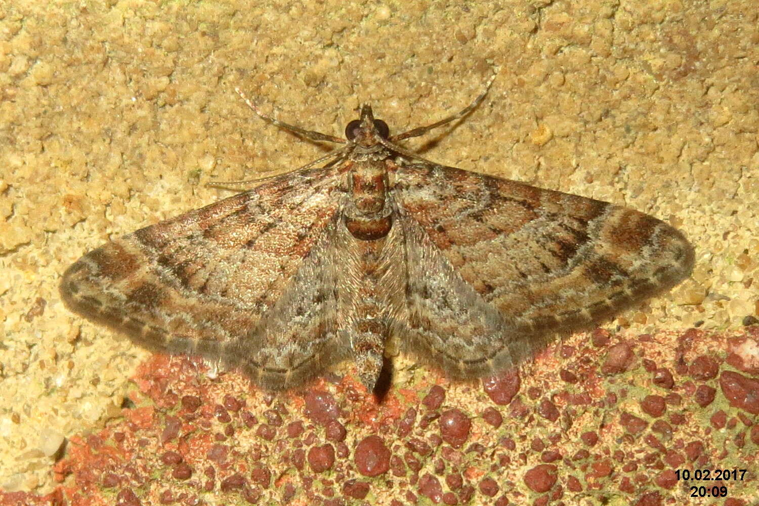 Image of double-striped pug