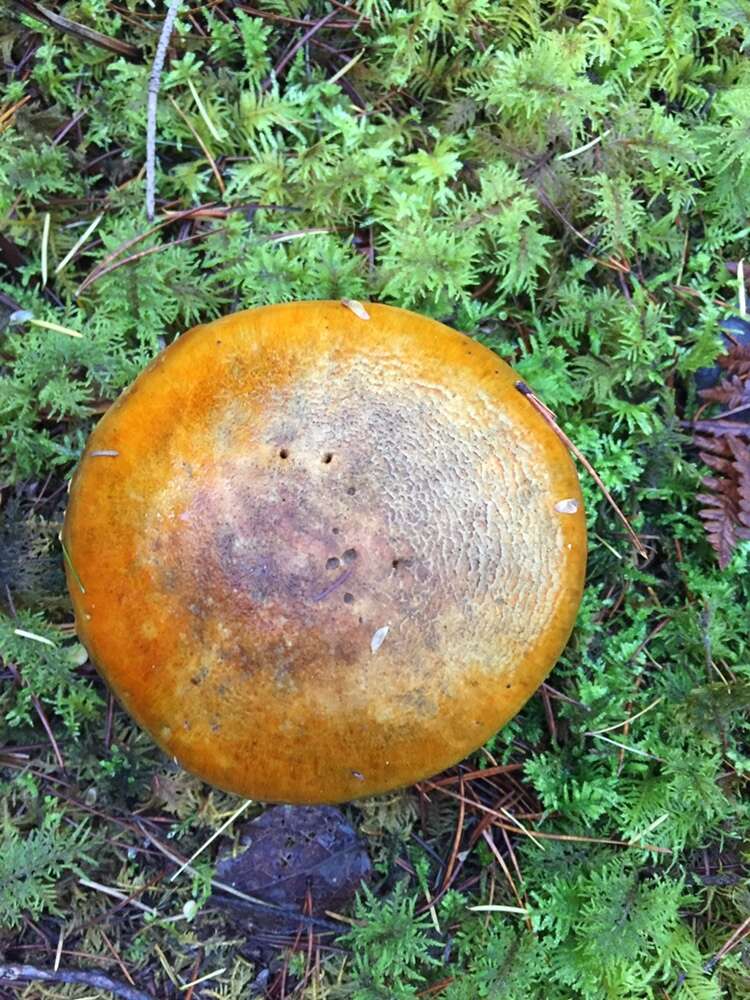 Image of Tricholoma zelleri (D. E. Stuntz & A. H. Sm.) Ovrebo & Tylutki 1975