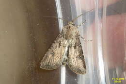 Image of turnip moth