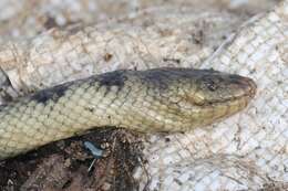 Image of Annulated Sea Snake