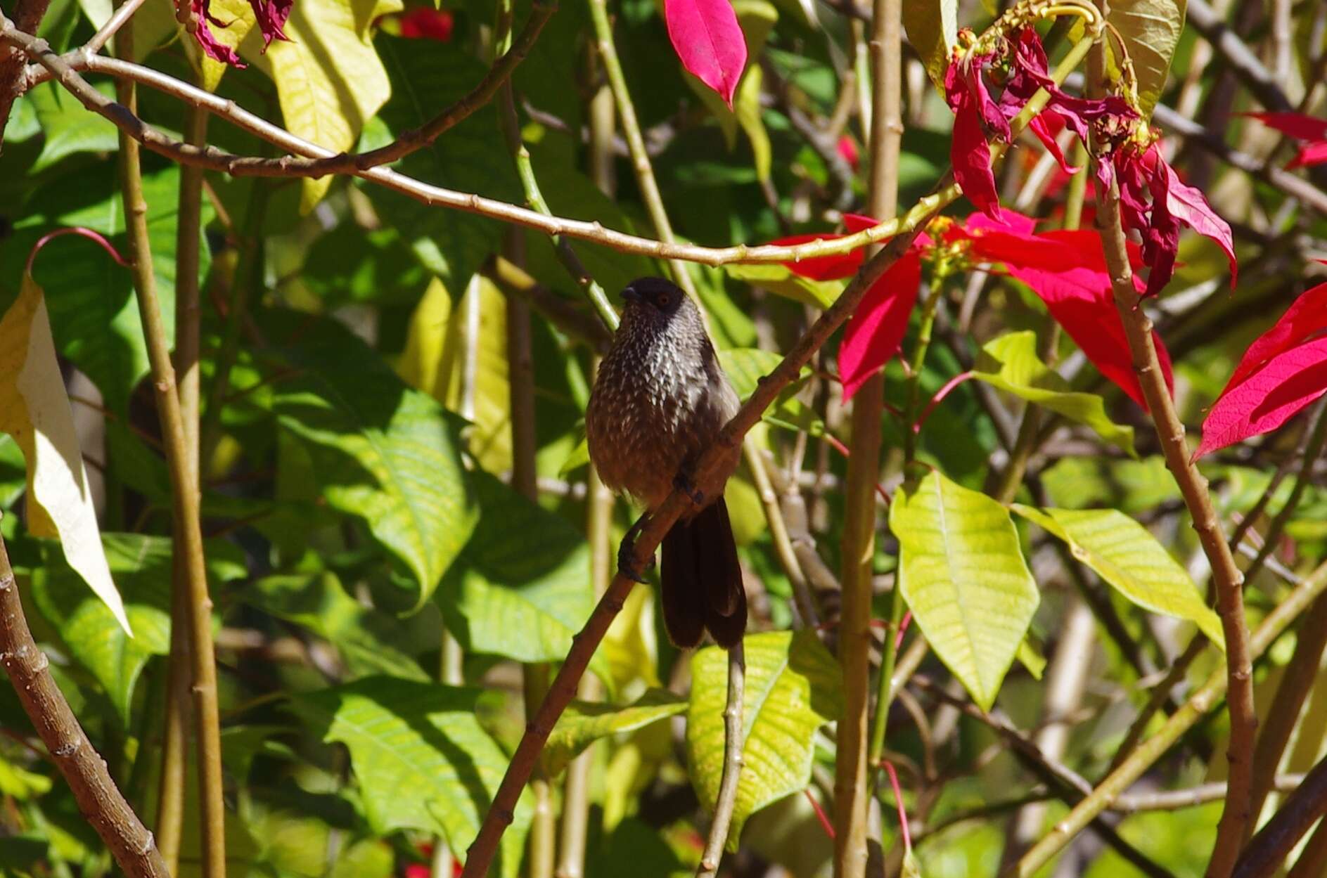 Image of Arrow-marked Babbler