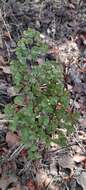 Image of Adiantum chilense var. sulphureum (Kaulf.) Giudice