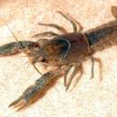 Image of Procambarus viaeviridis (Faxon 1914)