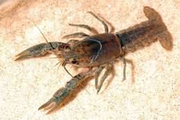 Procambarus viaeviridis (Faxon 1914) resmi