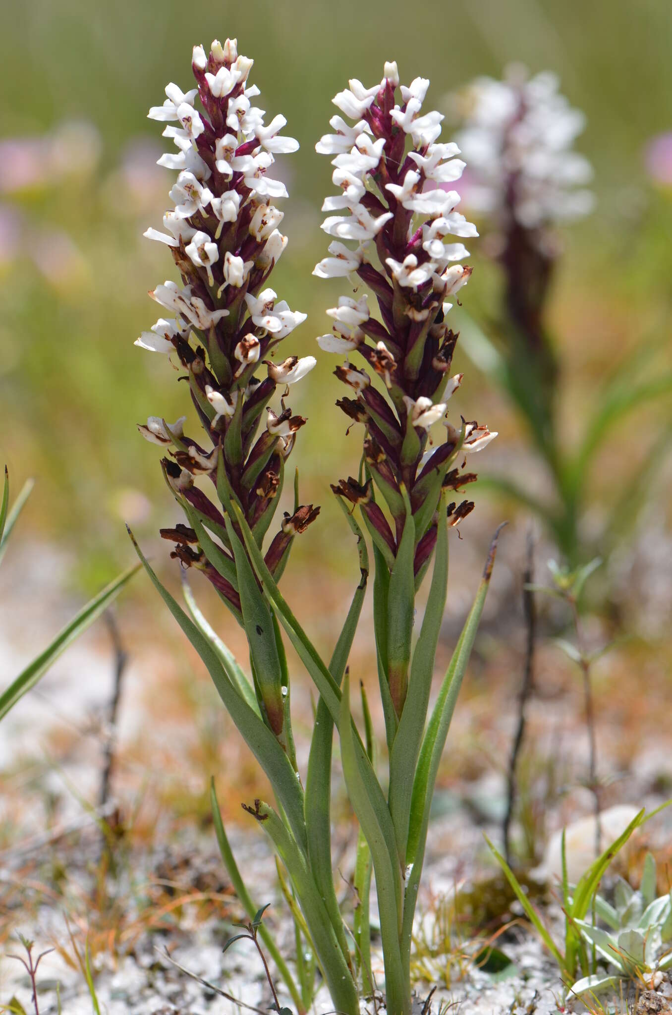 Image of Disa alticola H. P. Linder