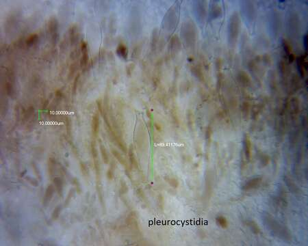 Image of Pluteus similis E. Horak 2008