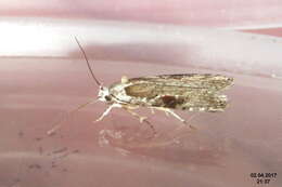 Image of Poison Hemlock Moth