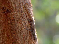 Image of Bradfield's Dwarf Gecko