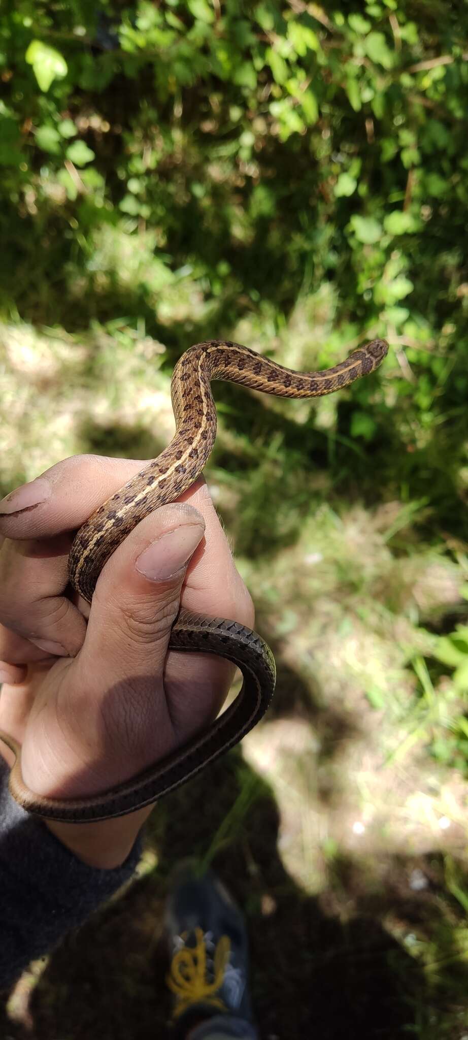 Thamnophis scaliger (Jan 1863)的圖片