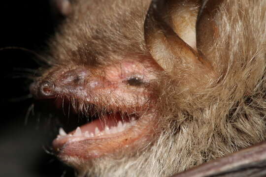 Image of Natterer's Bat