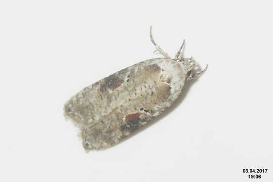 Image of Poison Hemlock Moth