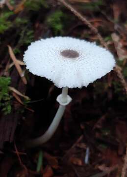 Image of Leucocoprinus brebissonii (Godey) Locq. 1943