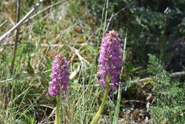 صورة Orchis bivonae Tod.