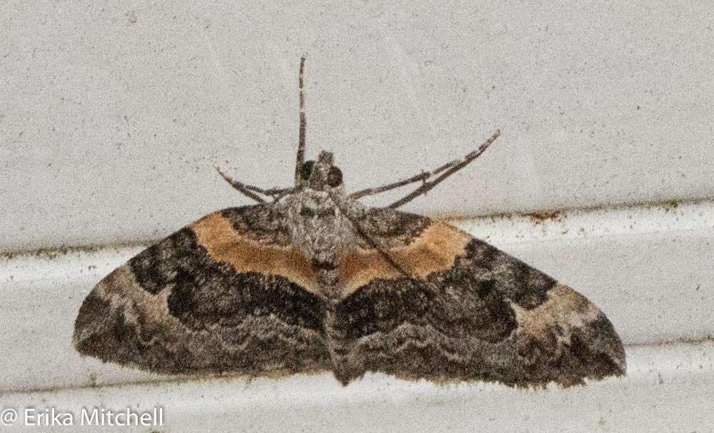 Image of Orange-barred Carpet