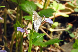 Image de Theclinesthes serpentata (Herrich-Schäffer 1869)