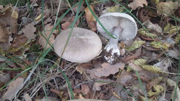 Image of Tricholoma atrosquamosum Sacc.